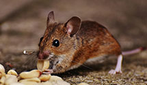 24 Hour & Emergency Exterminators in Swan Lake, MT